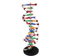 DNA Double Helix Maquette avec base rotative pour l'enseignement médical | Modèle ADN à code couleur avec base rotative à 360° pour un apprentissage scientifique pratique