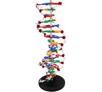 DNA Double Helix Molecular Model Kit, détachable et rotatif pour un apprentissage amélioré, idéal pour l'enseignement médical et l'enseignement scientifique