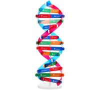 DNA Mannequin ADN Double Spirale - Kit d'apprentissage du gène humain Modèles de structure du gène pour l'apprentissage de la génétique et l'éducation scientifique