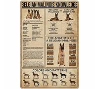 Dog Knowledge - Plaque en métal - Tableau d'anatomie du malinois belge - Affiche en aluminium - Décoration murale de ferme, école, magasin d'animaux de compagnie, maison, cuisine, club, garage, 30,5 x