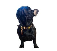 Dog Leash, Ensemble de Laisse et Collier réglable for Chien, Tasse à thé, Ours en Peluche,Hands Free(Brown Collar XS)