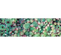 Doge Milano Chemin de cuisine, 100% Made in Italy, Tapis résistant aux taches avec impression numérique, Tapis antidérapant et lavable, Modèle Cactus - Brandon, cm 180x52