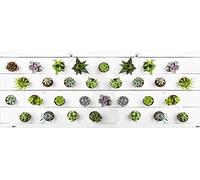 Doge Milano Chemin de cuisine, 100% Made in Italy, Tapis résistant aux taches avec impression numérique, Tapis antidérapant et lavable, Modèle Cactus - Brandi, cm 140x52