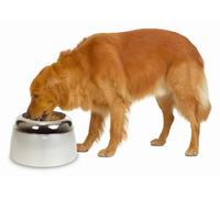 Dogit Gamelle Surélevée pour Grand Chien 2,5 L