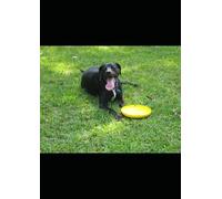 Dogs Of Wonder
