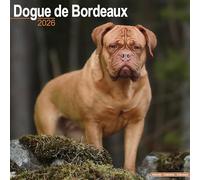 Dogue De Bordeaux Calendar 2026 Square Dog Breed Wall Calendar - 16 Month