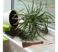 DOITOOL Balai de Palmier Portable Brosse Multi-Usage pour Jardin Nettoyage Bonsaï et Pot de Fleur