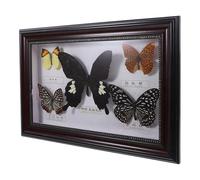 DOITOOL Cadre Photo en Bois Spécimen de Papillon Authentique pour Décoration Intérieure Élégante, Aspect Réaliste, pour Décorer Bureaux et Maisons