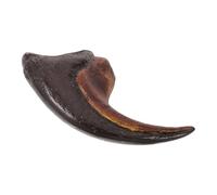 DOITOOL Griffe de Dinosaure Réaliste en, Objet de Recherche et d’Éducation Scientifique pour Enseignants et Apprenants lors d’Expositions sur les Dinosaures