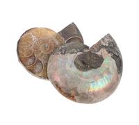 DOITOOL Pendentif Ammonite Et Pierre De Lune 3x2.4x1 Cm Tranche De Conque Naturelle Pour Éducation Aux Sciences Biologiques Et Collection