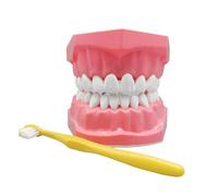 Doiyislem Modèle Dentaire,Modèle Dentaire Standard avec Brosse à Dents pour Brossage - Fournitures d'Étude Buccale pour Famille, Hommes, Femmes, et Adolescents