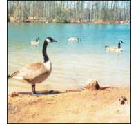 Doldrums - Secret Life of Machines