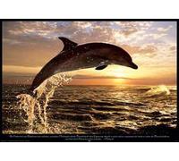 Dolphins Dauphins - Coucher de soleil Sunset - Animal - Poster Impression - Taille 91,5x61