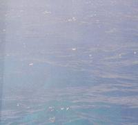 Dolphins Into the Future - on Sea-Faring Isolation [Import]