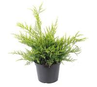 DOMAINE DE CHAPELAN-Genévrier Mint Julep, le pot de 2 Litres