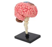 Domary Modèle de Cerveau Modèle Anatomique du Cerveau Humain Structure de Neuroanatomie Outil Pédagogique Structure Cérébrale Détaillée Détachable Base Noire Affichage éducatif