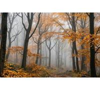 DOMEVISTA Papier Peint Forêt Automne Brume Feuilles Orange 350 x 260 cm | bois saison arbres doré brouillard calme nature paysage chaud profond promenade; Fabriqué en Allemagne; colle incluse.