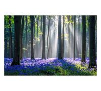 DOMEVISTA Papier Peint Hêtres Jacinthes Bleues Clairière 450 x 280 cm | sous-bois violet tapis floral matin troncs sombres printemps nature mystique; Fabriqué en Allemagne; colle incluse.