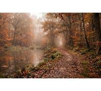DOMEVISTA Papier Peint Photo Intissé Automne Étang Forêt Orange 200x149 cm | Lac Feuilles Reflet Balade Mousse Sentier Bois Arbres Nature Feuillage Sapin Pin Bouleau Botanique Plantes; colle incluse.