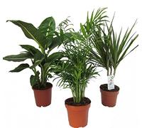 Dominik Blumen und Pflanzen, Lot de Plantes d'intérieur Comprenant 1 difenbachie, 1 Palmier d'intérieur et 1 Arbre Dragon (Dracaena marginata), Pot de 10 à 12 cm