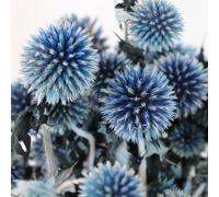 DongArts - Lot de 20 boules de chardons naturels préservés Echinops séchés, bleu royal, fleurs de la planète bleue pour mariage, fête bohème, décoration de maison, compositions florales DIY
