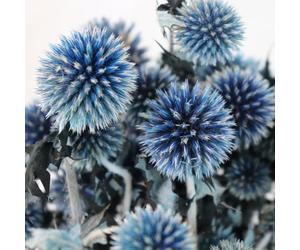 DongArts - Lot de 20 boules de chardons naturels préservés Echinops séchés, bleu royal, fleurs de la planète bleue pour mariage, fête bohème, décoration de maison, compositions florales DIY