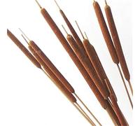 Dongliflower 30 pièces de Quenouilles séchées 60 cm pour la décoration intérieure