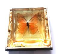 DONGYUCHUN Véritables échantillons d'insectes Papillon dans des métiers de Poids en résine, Collection de taxiTerme pour Animaux pour l'enseignement Scientifique et l'affichage d'ornement de Bureau,F