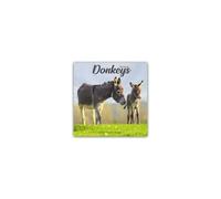 Donkeys - Esel 2025 - 16-Monatskalender