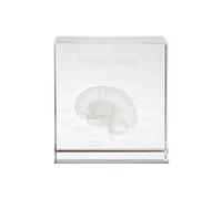 DOSERTY Modèle anatomique à tête transparente de précision - Design structurel précis pour la formation en médecine et le modèle d'éducation en neurosciences