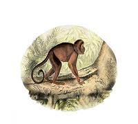 Double bonnet de bain imperméable à l'eau Jungle vilain singe grimpant aux arbres mignon branche feuille réutilisable mode chapeau de douche pour femmes beauté, bain cheveux spa, maison hôtel voyage