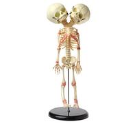 Double tête humaine 37 cm pour tête de bébé squelette anatomie affichage étude enseignement