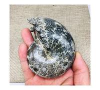 DOUPE Décoration de Cristaux de guérison 280-320G Ammonite Cléoniceras Snail Fossil Madagascar Incroyable Géologie Naturelle Spécimen Minérale Snail Collection Collection Coûtivité