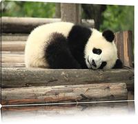 doux petit ours panda Toile, XXL photos complètement encadrée avec de grandes images de coin, art impression sur la photo murale avec cadre, moins cher que la peinture ou une peinture à l'huile, pas une affiche ou bannière