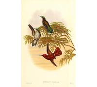 DQCJIYIGL Célèbre Art Décorative Imprimé Sur Toile Animal Bird Leybold's Fire Qui est maintenant un de John Gould Imprimer Affiche Pour la Décoration de Bureau 60x90cm