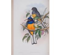 DQCJIYIGL Célèbre Art Décorative Imprimé Sur Toile Animal Bird Trogon Aurantius Plate From the Birds of Great Britain par John Gould Imprimer Affiche Pour la Décoration de Bureau 60x90cm