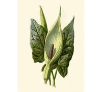 DQCJIYIGL Célèbre Art Décorative Imprimé Sur Toile Arum ou pinte de coucou par Frederick Edward Hulme Imprimer Affiche Pour la Décoration de Bureau 60x90cm