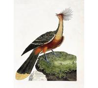 DQCJIYIGL Célèbre Art Décorative Imprimé Sur Toile Hoazin Illustration dans l'Histoire des Oiseaux par François Nicolas Maritinet Imprimer Affiche Pour la Décoration de Bureau 60x90cm