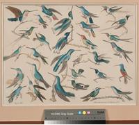 DQCJIYIGL Célèbre Poster Image Déco D'Art Murale Colibris par Aloys Zötl Murale Tableaux Toile Pour la Décoration Murale 60x90cm