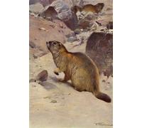 DQCJIYIGL Célèbre Poster Image Déco D'Art Murale Marmotte alpine d'après Wilhelm Kuhnert Murale Tableaux Toile Pour la Décoration Murale 60x90cm