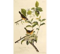 DQCJIYIGL De Célèbres Tableaux Affiche de Arts Affiche Artistique la Paruline masquée du Maryland d'après les oiseaux d'Amérique par John Audubon Prints Toile Pour la Décoration du Salon 60x90cm