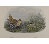 DQCJIYIGL De Célèbres Tableaux Murale Art Posté Affiches et Impressions Animal Oiseau Gallinago MajorSnipe par John Gould Animaux Art Poster Pour les Décorations pour la Maison 60x90cm