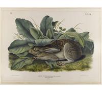 DQCJIYIGL De Célèbres Tableaux Murale Art Posté Affiches et Impressions Lièvre à queue noire par John Audubon Animaux Art Poster Pour les Décorations pour la Maison 60x90cm