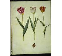 DQCJIYIGL De Célèbres Tableaux Murale Art Posté Affiches et Impressions Tulipa Gesneriana par Hans Simon Holtzbecker Animaux Art Poster Pour les Décorations pour la Maison 60x90cm