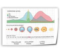 DQFOCPHHAA Feminist Art Print Menstrual Cycle Knowledge Chart Canvas for Study Room Decor Gender Studies Educational Poster(Unframed,16x24inch(40x60cm))