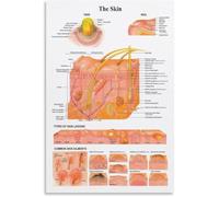 DQFOCPHHAA Skin Types Guide Poster Anatomical Reference Chart Canvas Wall-Art for Kitchen Dining Room(Unframed,08x12inch(20x30cm))