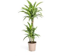 Dracaena Deremensis White Stripe - Plante d'intérieur - Ø21cm - ↕90-110cm - Plante verte d'entretien facile avec des feuilles décoratives - Idéal pour le salon, le bureau & le couloir