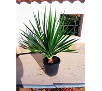 Dracaena Draco - Dragon canarien - Une belle plante tout autour