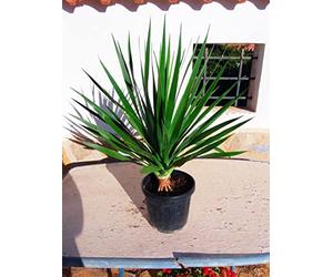 Dracaena Draco - Dragon canarien - Une belle plante tout autour