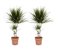 Dracaena dragon tree - 2